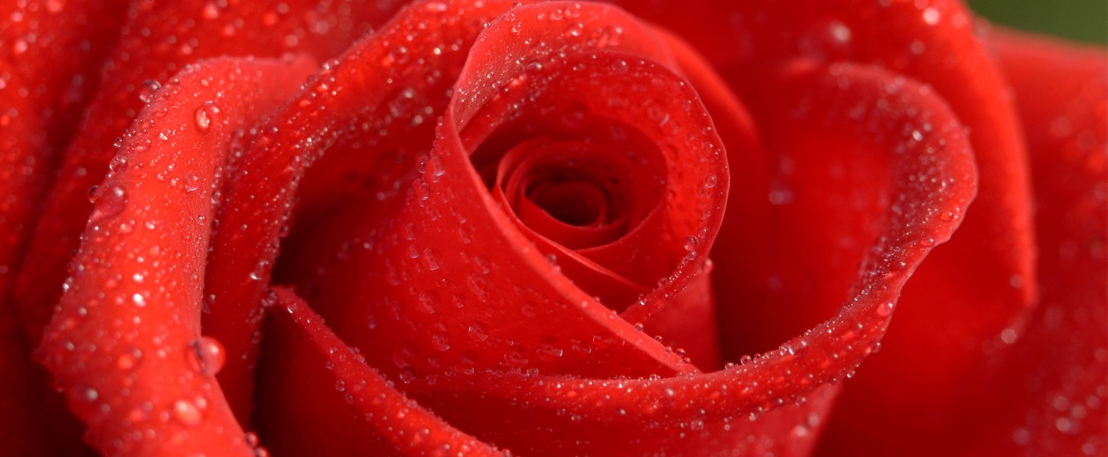 Rose rouge chez Rose Drummond.
